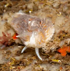 Warty Shag-rug Nudibranch thumbnail 3