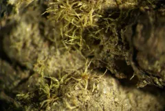 Millimetre Moss thumbnail 1
