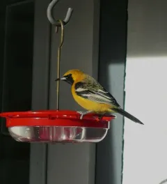 Hooded Oriole thumbnail 1