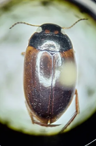 Agabus ancillus