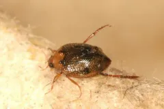 Peltodytes muticus thumbnail 3