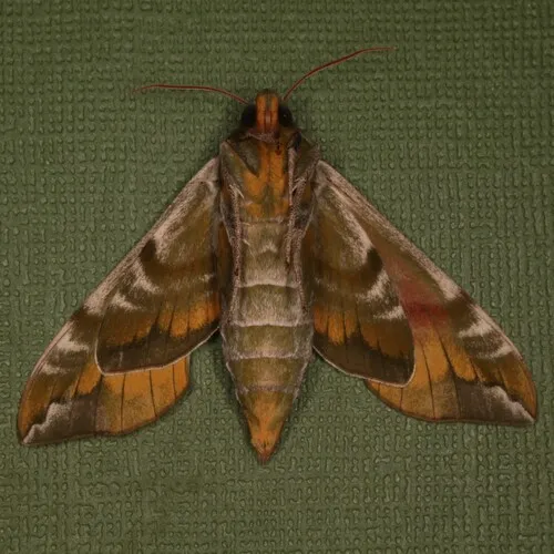 Hydrangea Sphinx
