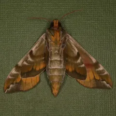 Hydrangea Sphinx thumbnail 1
