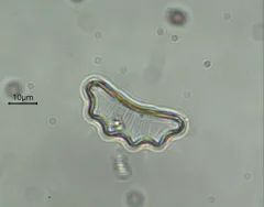 Eunotia tetraodon thumbnail 4