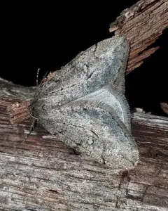 White-spotted Cankerworm Moth thumbnail 1