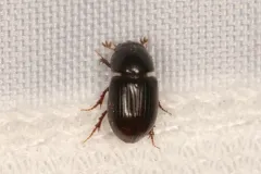 Oscarinus rusicola thumbnail 3