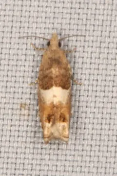 Epinotia walkerana thumbnail 2
