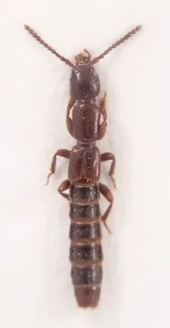 Lathrobium scolopaceum thumbnail 3