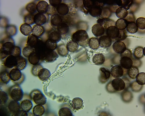 Diderma sessile