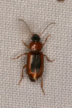 Stenolophus dissimilis thumbnail 2