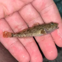 Mottled Sculpin thumbnail 4