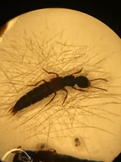 Dinothenarus pleuralis thumbnail 3