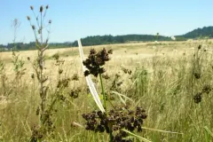 Georgia Bulrush thumbnail 4