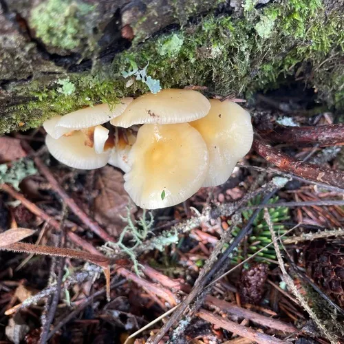 Flammulina rossica