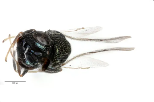 Perilampus chrysopae
