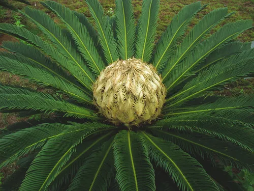 Sago cycad