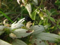Palmodes dimidiatus thumbnail 3