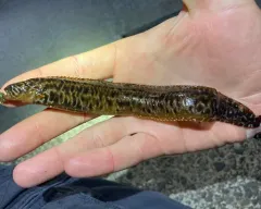 Ribbon Prickleback thumbnail 3
