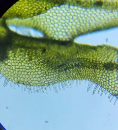 Rock Veilwort thumbnail 2