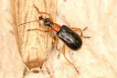 Eugnamptus angustatus thumbnail 3
