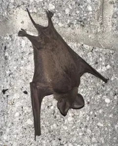 Mexican Free-tailed Bat thumbnail 4