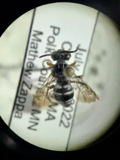 Sumac Cellophane-Cuckoo thumbnail 1