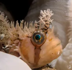 Decorated Warbonnet thumbnail 3