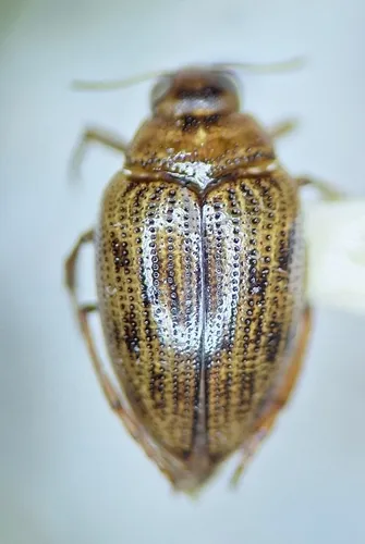Haliplus leechi
