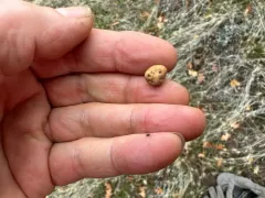 Tuber candidum thumbnail 3