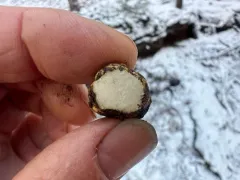 Leucogaster odoratus thumbnail 3