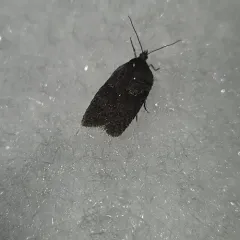 Acleris caliginosana thumbnail 2