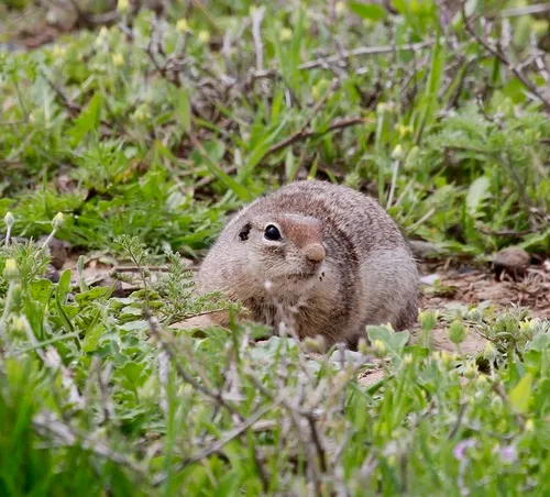 Townsend's Ground Squirrel
