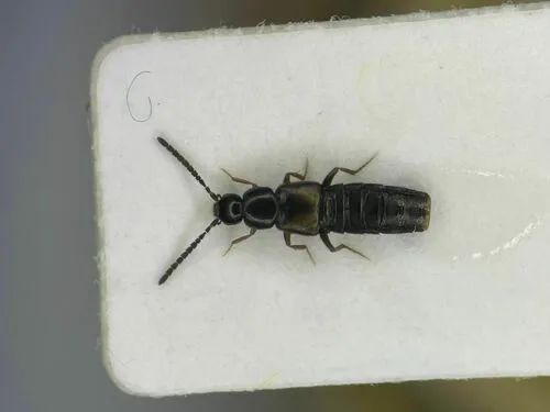 Atheta longicornis