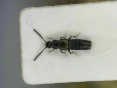 Atheta longicornis thumbnail 1