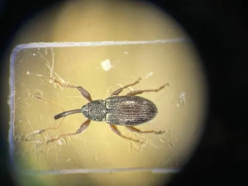Anthonomus elongatus