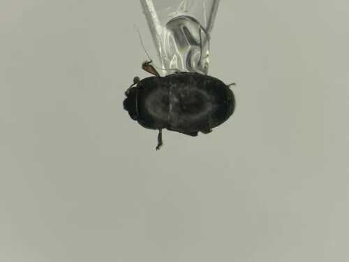 Genistogethes carinulatus