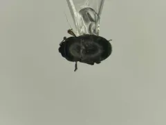 Genistogethes carinulatus thumbnail 1