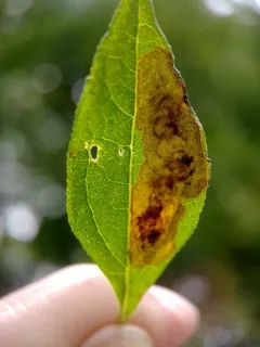 Calycomyza vogelmanni thumbnail 4