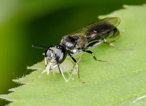 Passaloecus cuspidatus