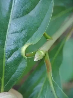 Phylloxerina nyssae thumbnail 4