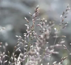 Alpine Bluegrass thumbnail 3