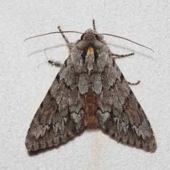 Andropolia theodori thumbnail 4