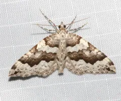 Antepirrhoe fasciata thumbnail 4