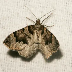 Black-banded Carpet thumbnail 2