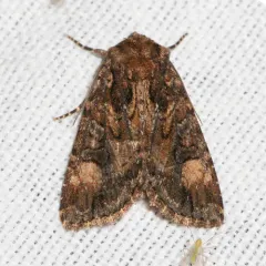 Rusty Shoulder Knot Moth thumbnail 2