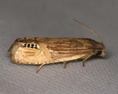 Eucosma autumnana thumbnail 4