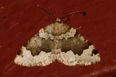 Antepirrhoe atrifasciata thumbnail 2