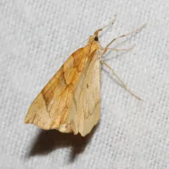 Currant Eulithis Moth thumbnail 4