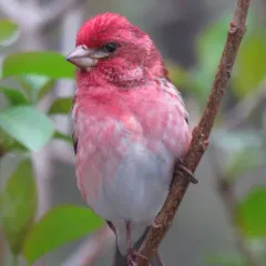 Purple Finch thumbnail 3