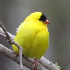 American Goldfinch thumbnail 2